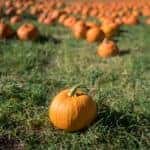 pumpkins on a patch of grass