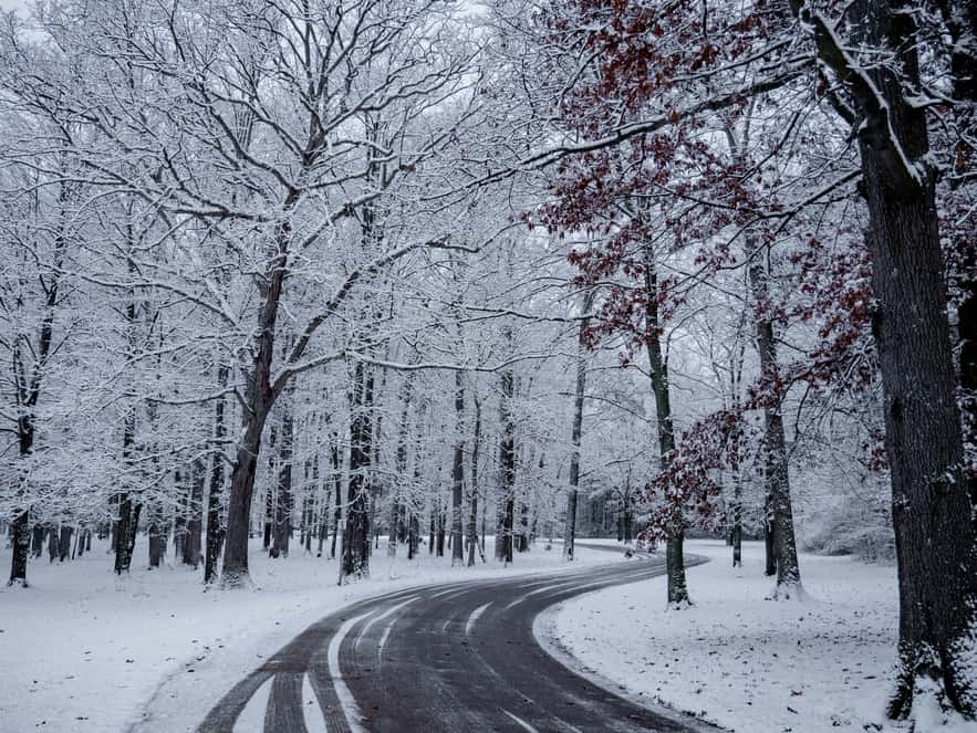 empty roadway between trees covered by snow