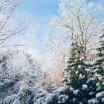 Snowy trees during the winter