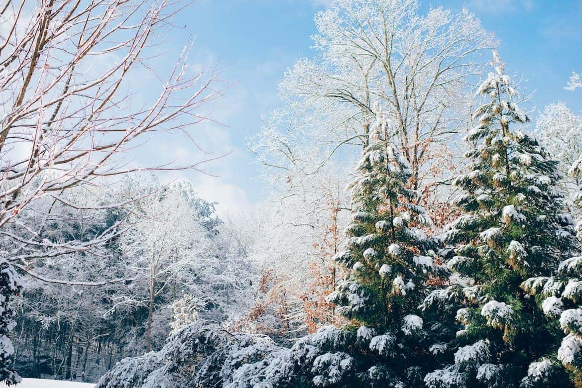 Snowy trees during the winter