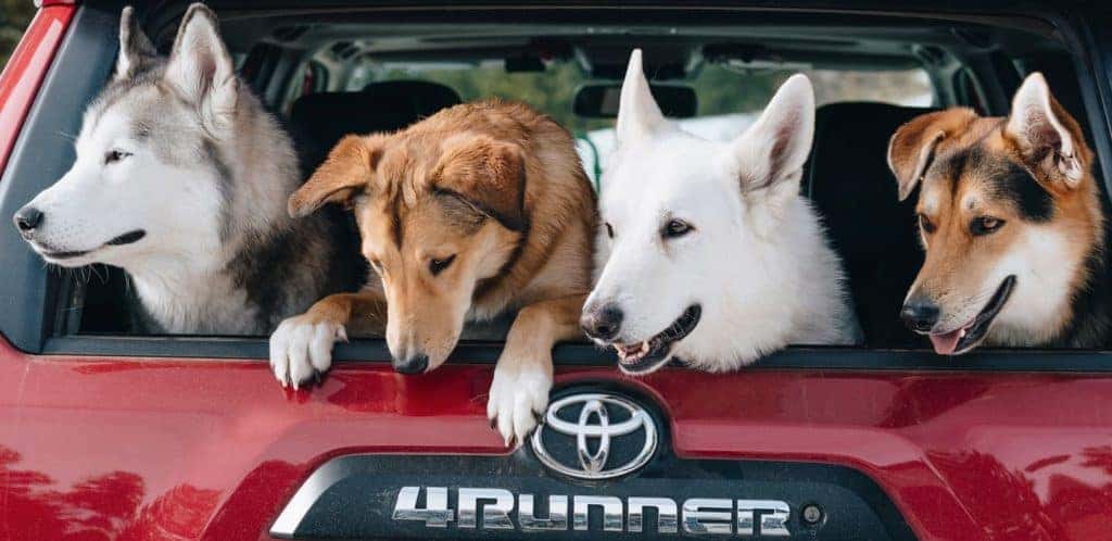 Bud Clary - Dogs in 4Runner