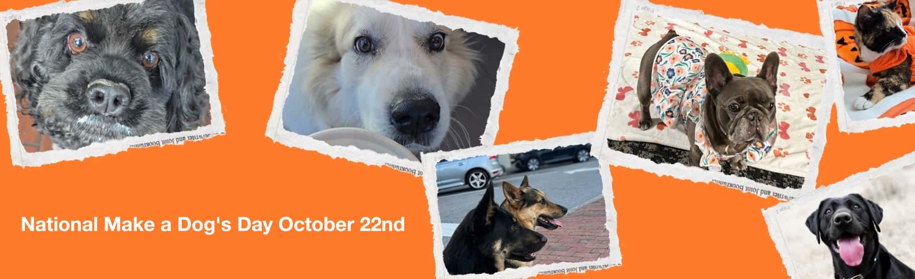 dog day