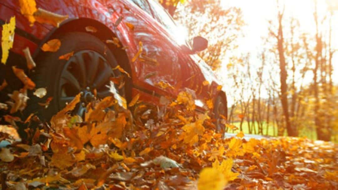 car driving through leaves in the fall
