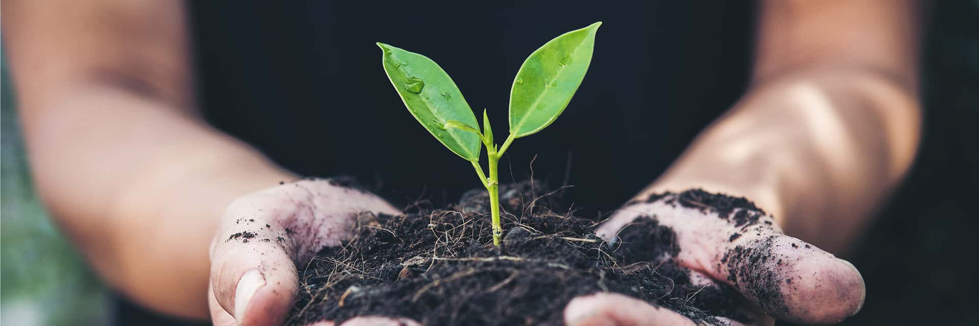 person holding a leaf growing from the soil