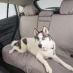 Pet-friendly car dealerships in Albuquerque NM