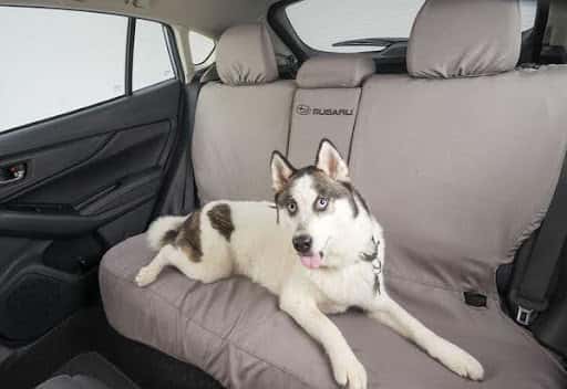 Pet-friendly car dealerships in Albuquerque NM