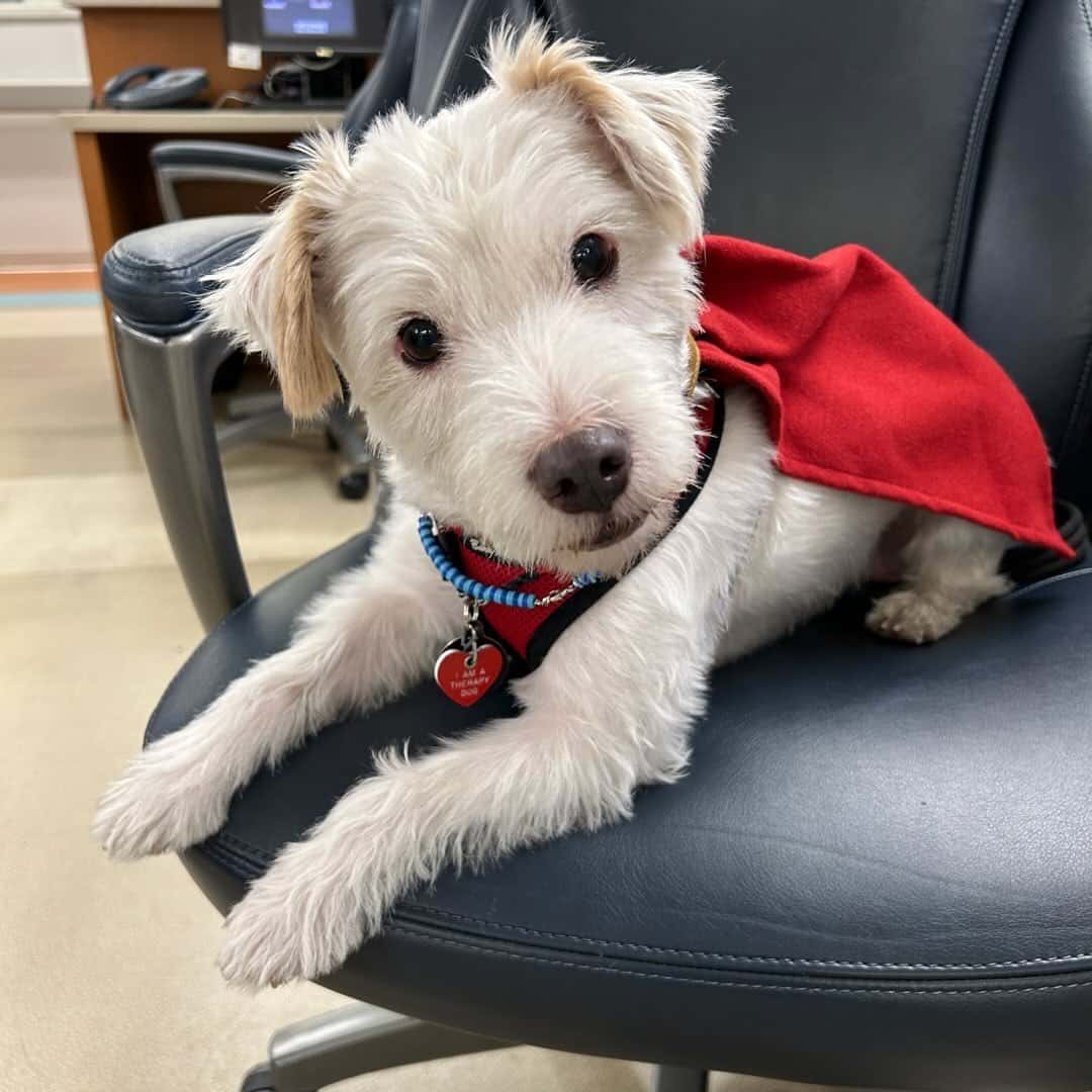 Deke the Dogtor