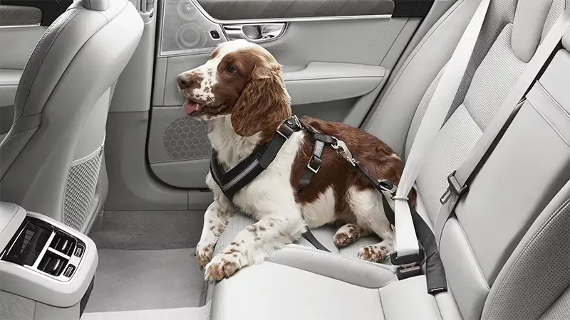 Volvo Dog Harness