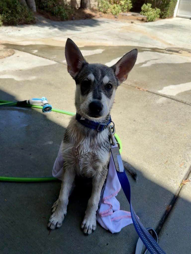 Adoptable pet