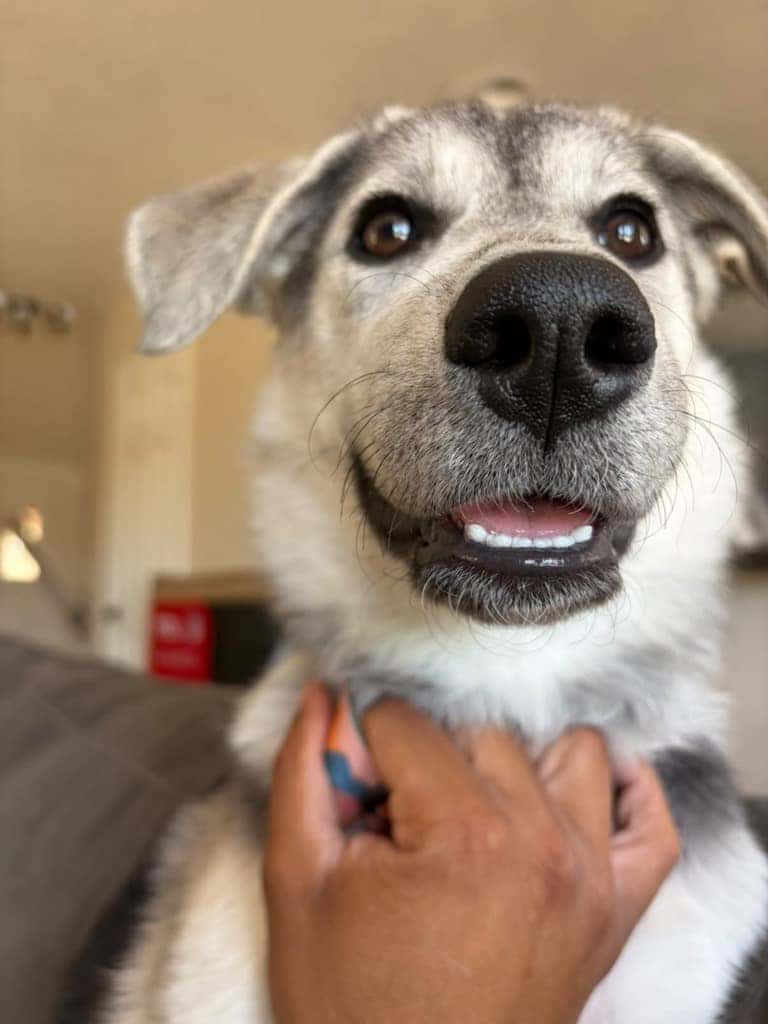 Adoptable pet at Hello Subaru of Temecula
