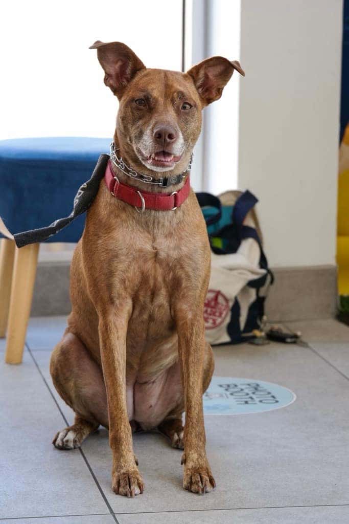 Adoptable pet