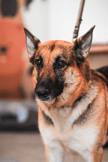 Adoptable pet