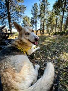 adoptable dog