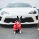Cute dog in clothes near modern sport car on road