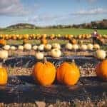 Pumpkins on a Pumpkin Patch in Sunlight