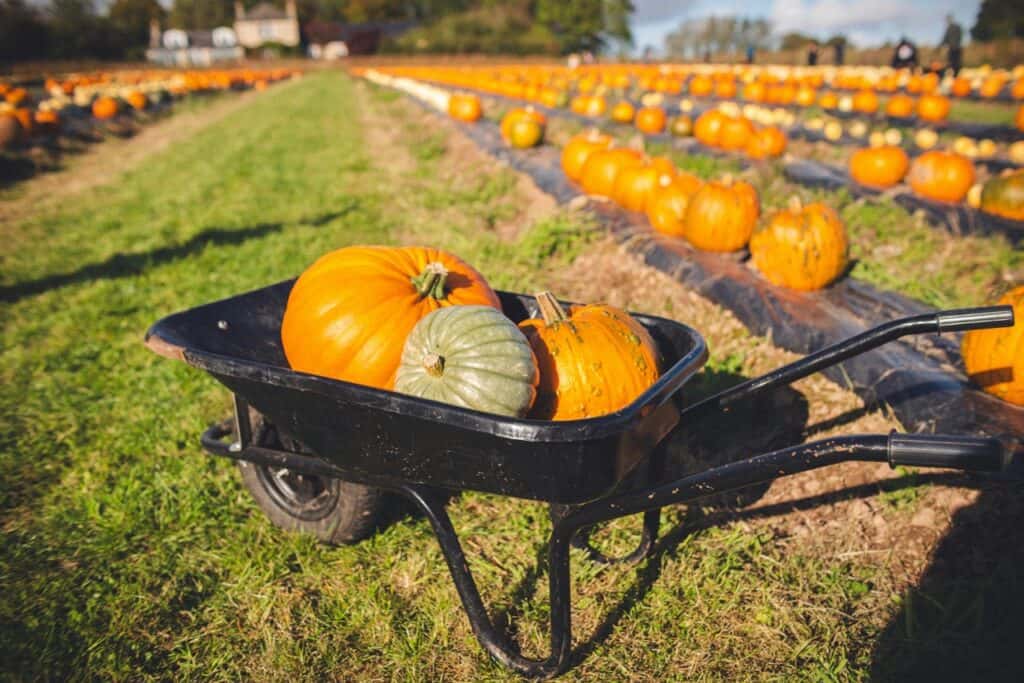 A Wheelbarrow with Pumpkins on a Pumpkin Patch