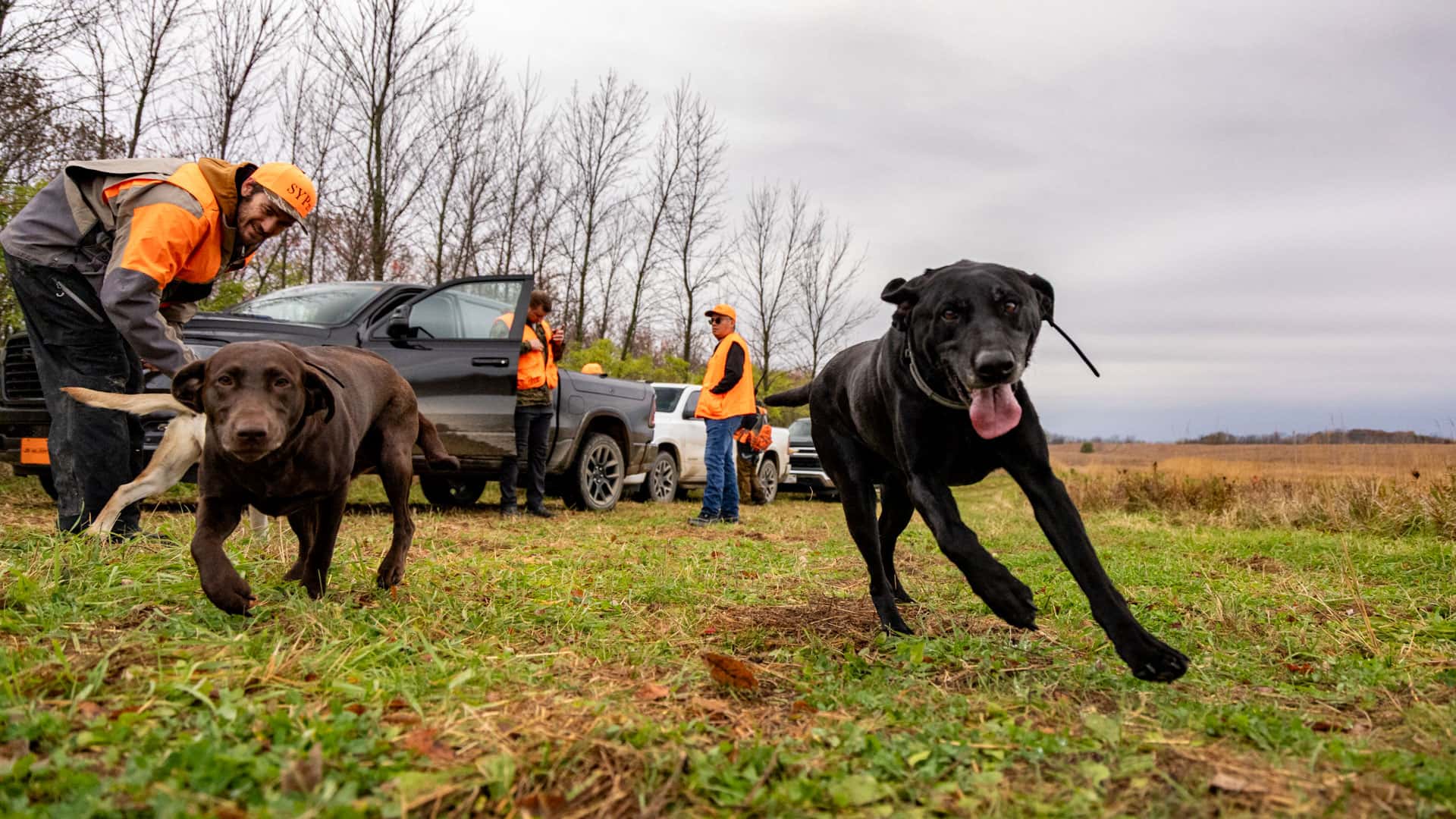 Hunting dogs jumping out of a truck at Traxler's Hunting Preserve
