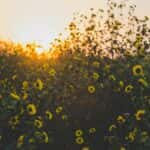 Open Field with Flowers
