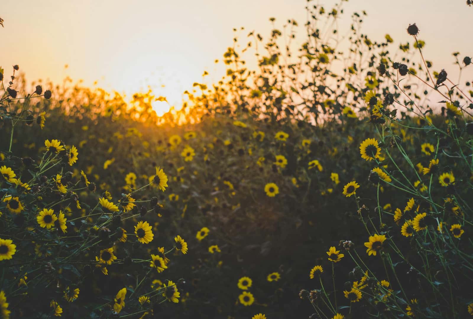 Open Field with Flowers
