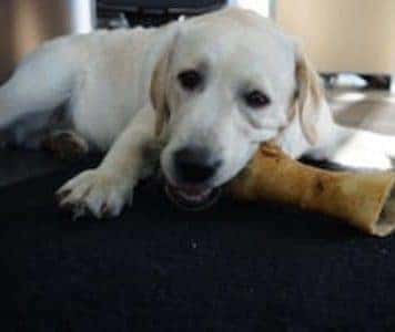 Bruin -
