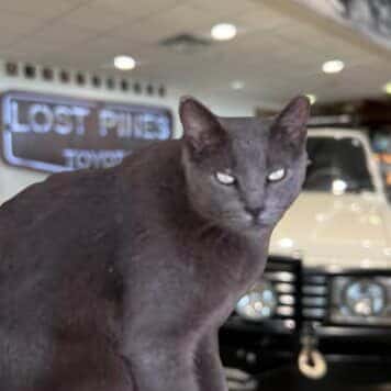 Tom Cat