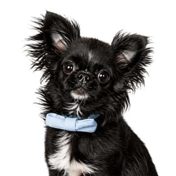 Louie &nbsp;