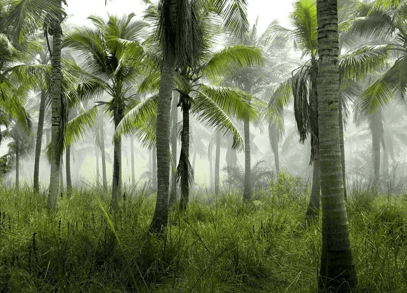 Coconut Trees in the Forest
