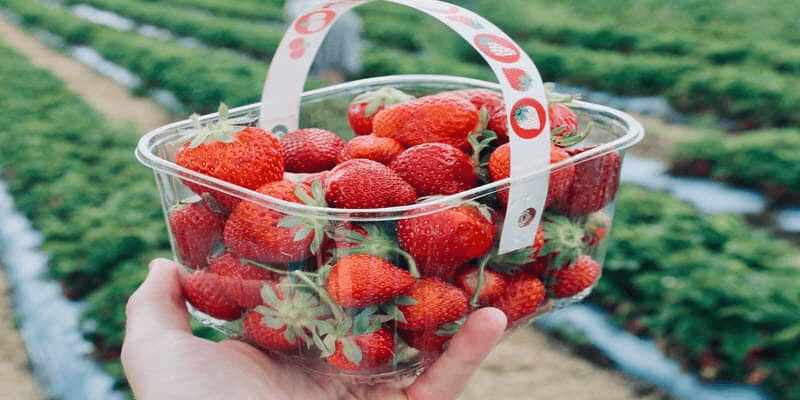 Strawberries in Plastic Bucket