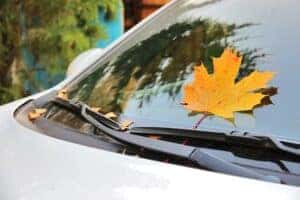 Autumn leaf on car windshield