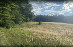 Myles Standish State Forest, Carver & Plymouth