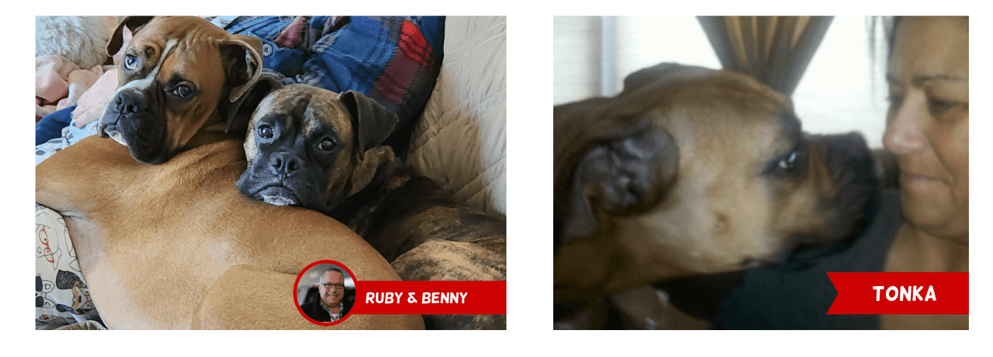 Robertsons PETS