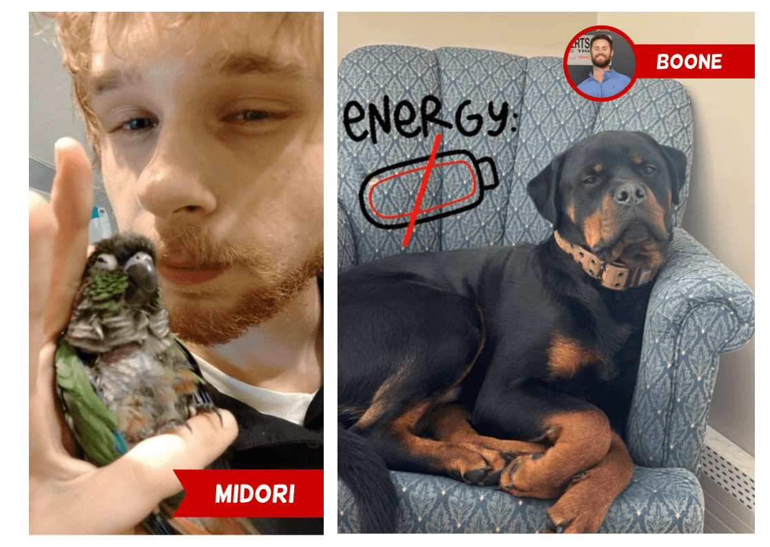 Robertsons PETS