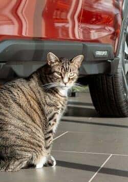 Suby