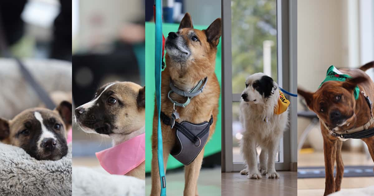Rescue Dogs at Southpoint Honda
