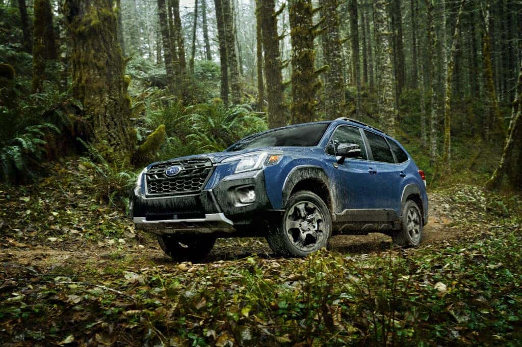 Subaru Forester in a Forest