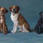 Dogs Up for Adoption on Blue Background