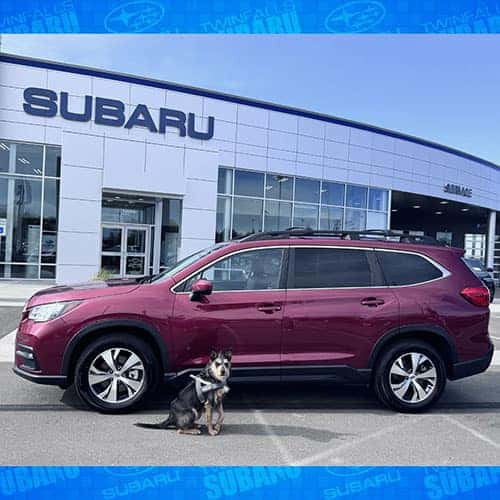 Paola's Happy Driver - Ozzy from Murtaugh, Idahothe dog & his new Venetian Red Pearl 2024 Subaru Ascent 
