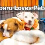 Two puppies in a kennel at a Subaru Loves Pets adoption event.