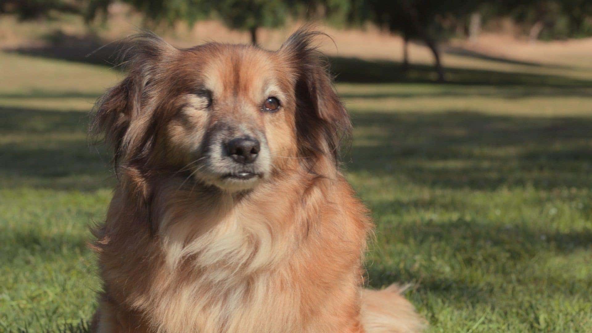 Brucie, A Rescued Dog With Lots Of Love