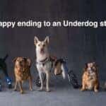 Disabled Dogs With Mobility Aids Thanks To Subaru Loves Pets
