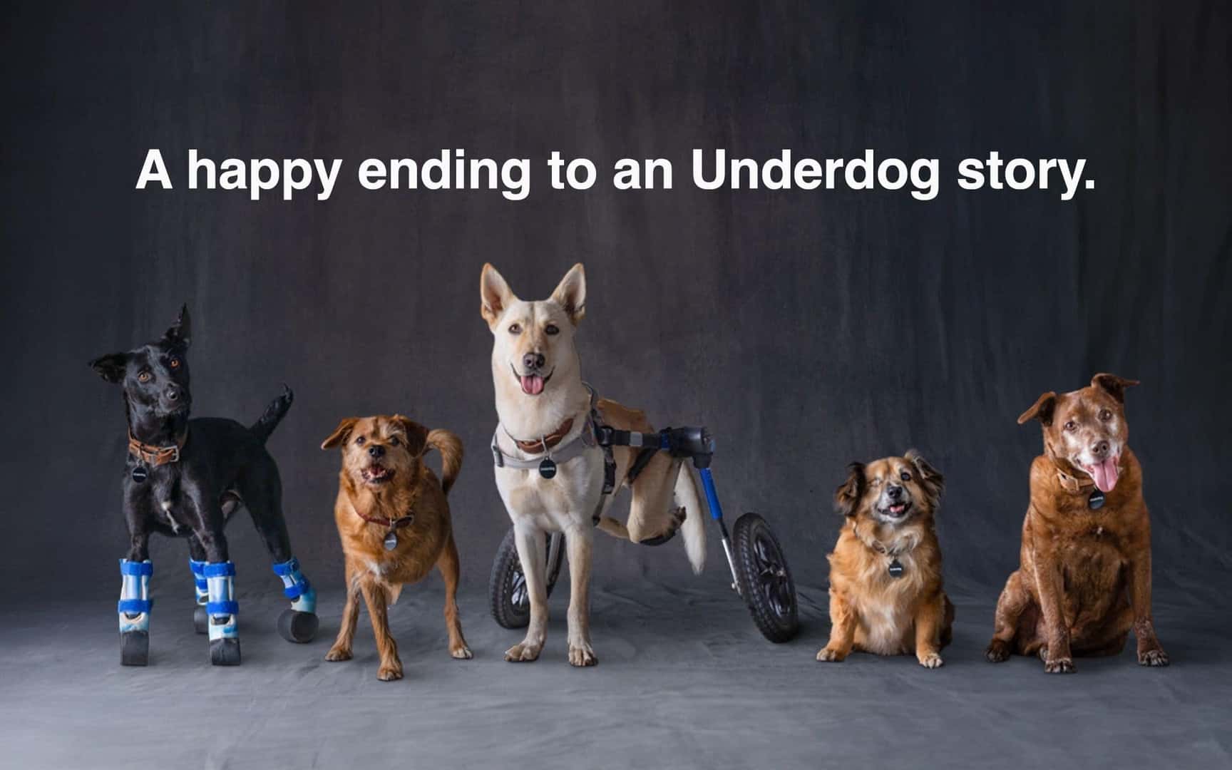 Disabled Dogs With Mobility Aids Thanks To Subaru Loves Pets