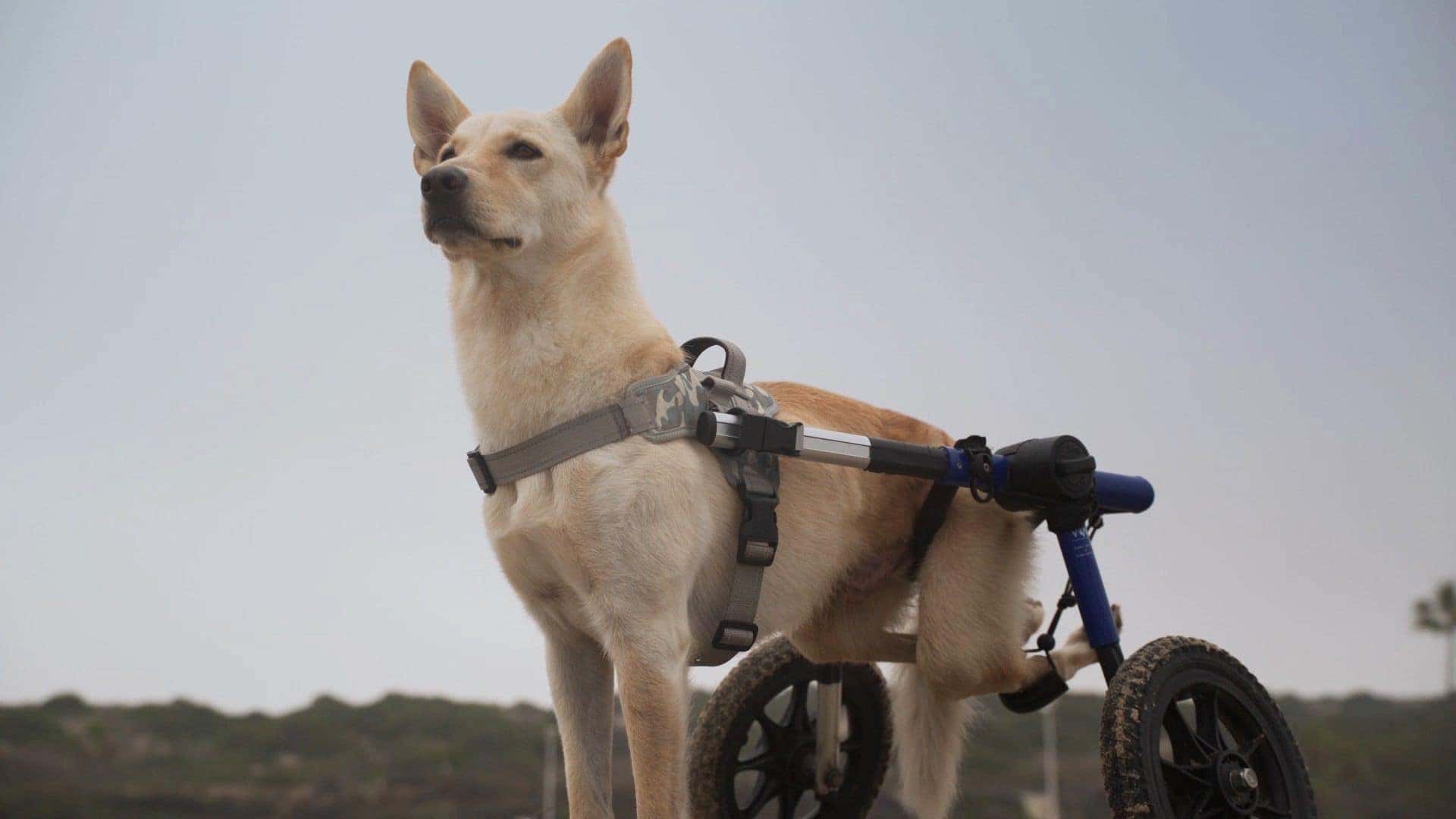 The Perseverant Dog Named Pop, Staring Off Into The Future