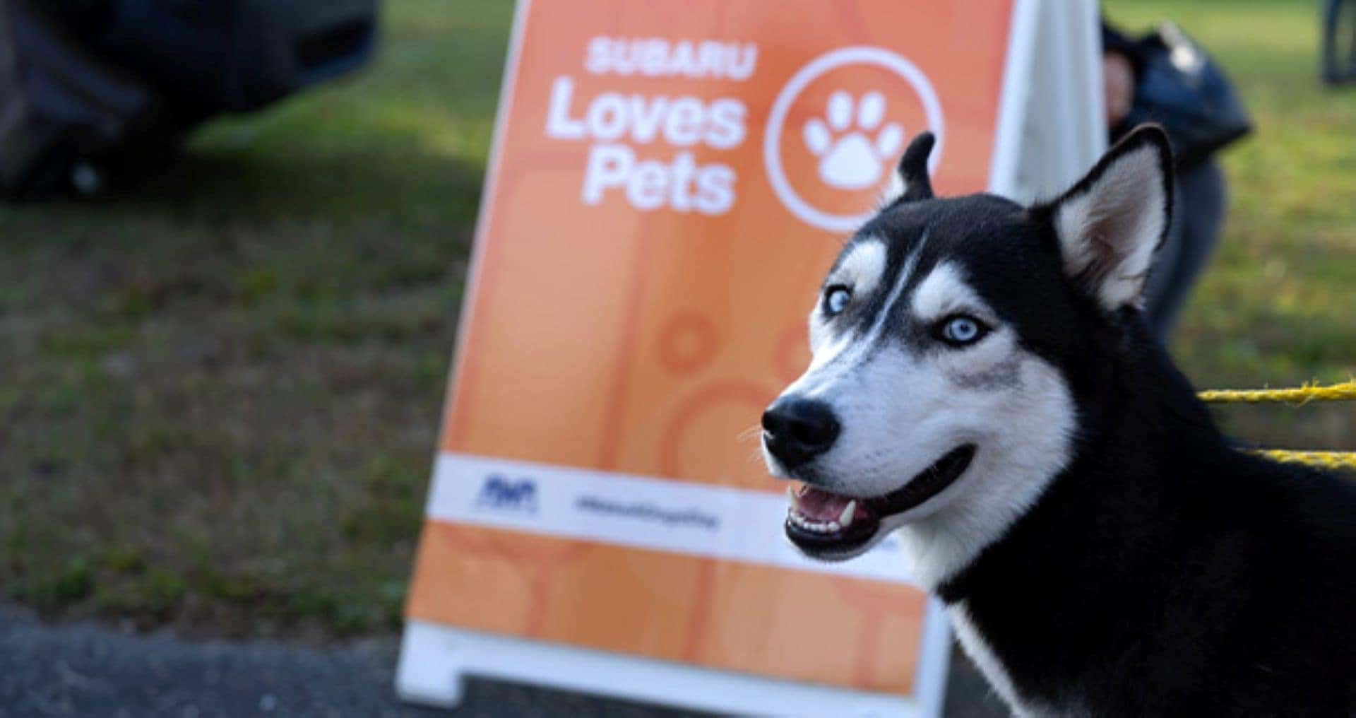 The Subaru Loves Pet Name And Logo Behind An Adorable Husky