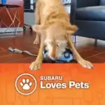 Twin Falls Subaru & Furever Friends Animal Rescue are holding a pet adoption and free microchipping event at Twin Falls Subaru 10/25/25.