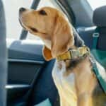 Dog in a car