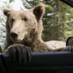 Wild Bear on Car Window