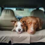 Two dogs looking out of the cargo space of an SUV