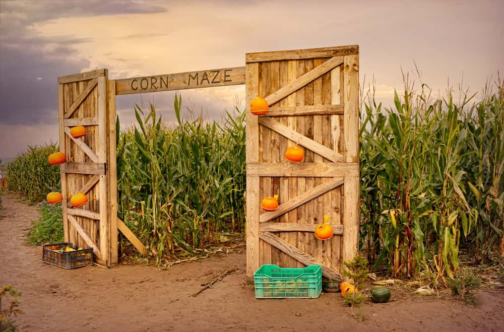 Corn maze and sign with fall decor