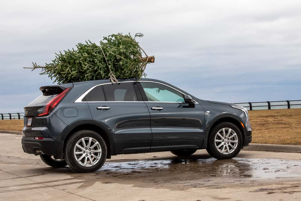 A Cadillac with a Christmas tree strapped on top