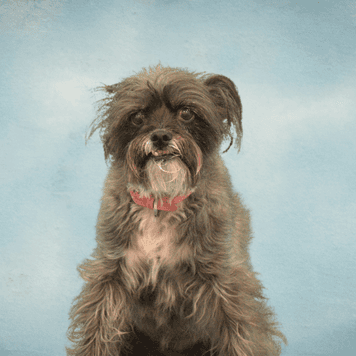 Chevy The Dog
